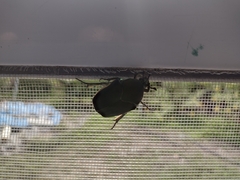 Cotinis mutabilis typica
