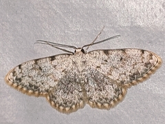 Scopula submutata