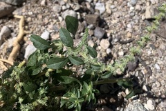 Amaranthus albus