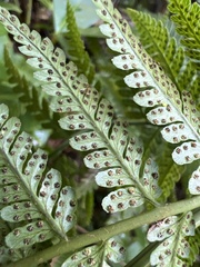Dryopteris sandwicensis