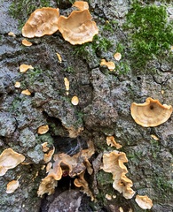Stereum gausapatum