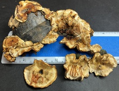 Stereum gausapatum