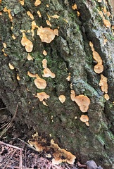 Stereum gausapatum