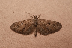 Eupithecia pusillata
