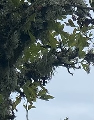 Ramalina farinacea
