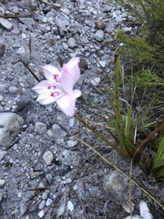 Gladiolus debilis