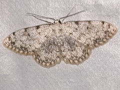 Scopula submutata