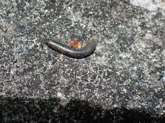 Anadenobolus monilicornis