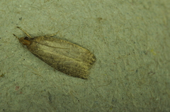 Psilocorsis reflexella