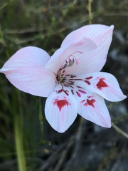 Gladiolus debilis