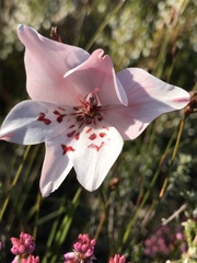 Gladiolus debilis