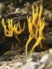 Ramariopsis crocea