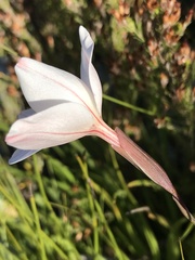 Gladiolus debilis