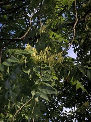 Ailanthus altissima