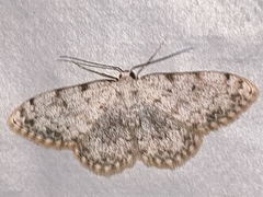Scopula submutata