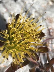 Leucospermum gracile