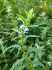 Mentha canadensis