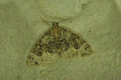 Ecliptopera silaceata