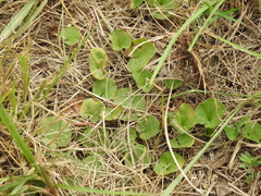 Dichondra carolinensis