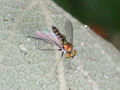 Condylostylus caudatus