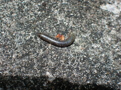 Anadenobolus monilicornis