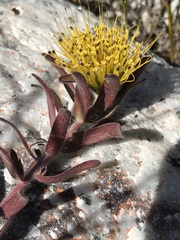 Leucospermum gracile