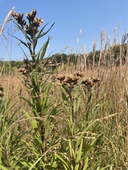Vernonia fasciculata