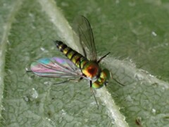 Condylostylus caudatus