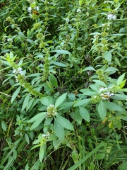 Mentha canadensis