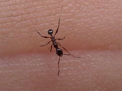 Pheidole obscurithorax