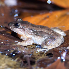 Leptodactylus melanonotus
