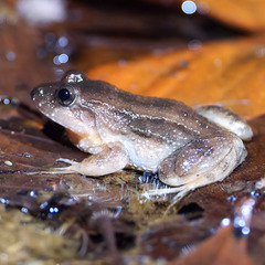 Leptodactylus melanonotus image