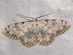 Scopula submutata