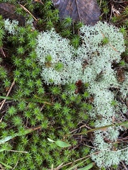 Cladonia subtenuis