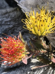 Leucospermum gracile