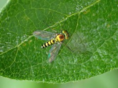 Condylostylus caudatus