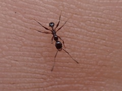 Pheidole obscurithorax