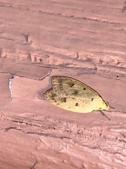 Machimia tentoriferella