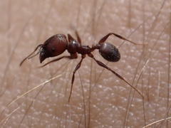Pheidole obscurithorax