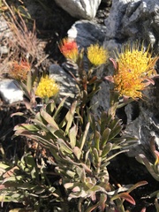 Leucospermum gracile