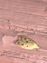 Machimia tentoriferella