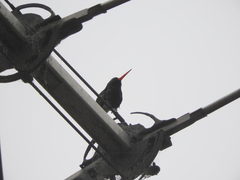 Chlorostilbon lucidus