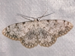 Scopula submutata