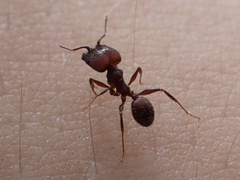 Pheidole obscurithorax
