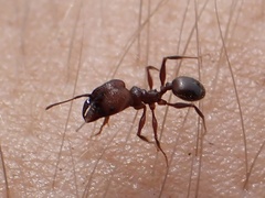 Pheidole obscurithorax