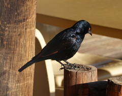 Onychognathus nabouroup