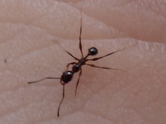 Pheidole obscurithorax