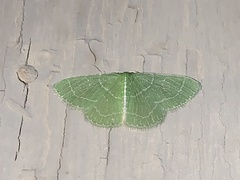Synchlora aerata