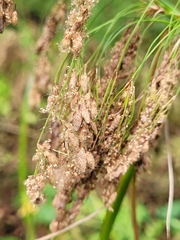 Scirpus pedicellatus