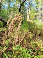 Scirpus pedicellatus